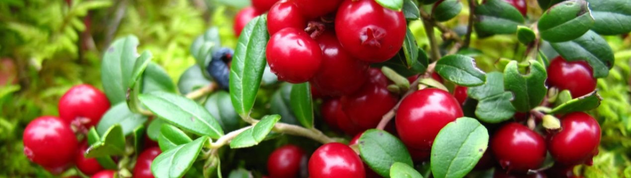 Вирощування садової кущовий брусниці: популярні сорти