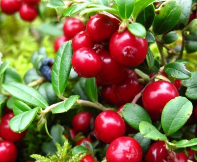 Вирощування садової кущовий брусниці: популярні сорти