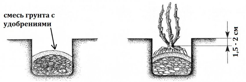 Посадка ожини