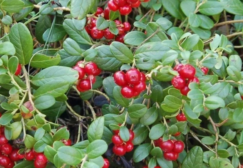 Брусниця Міс Черрі