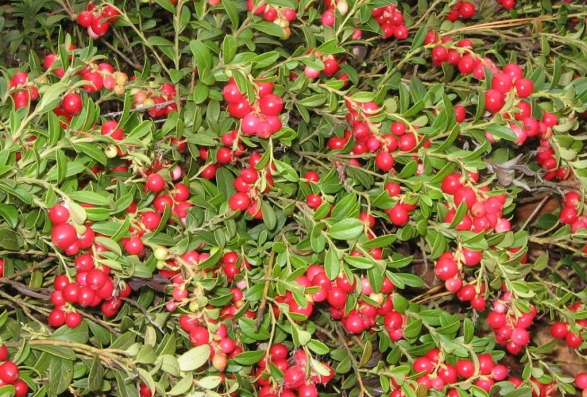 Брусниця Корал