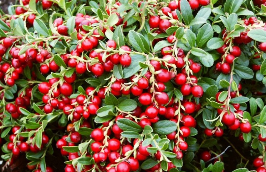 Брусниця Ред Перл