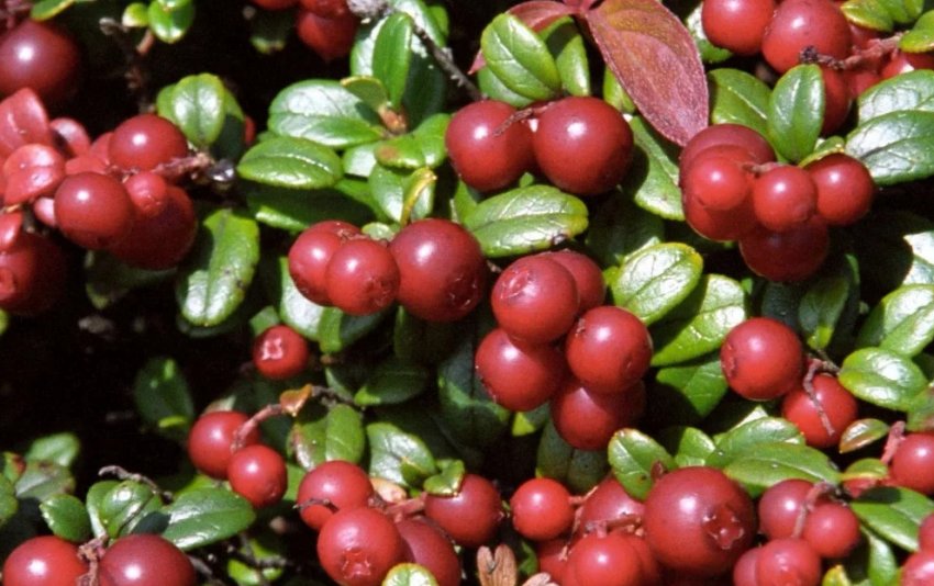 Брусниця Аммерланд