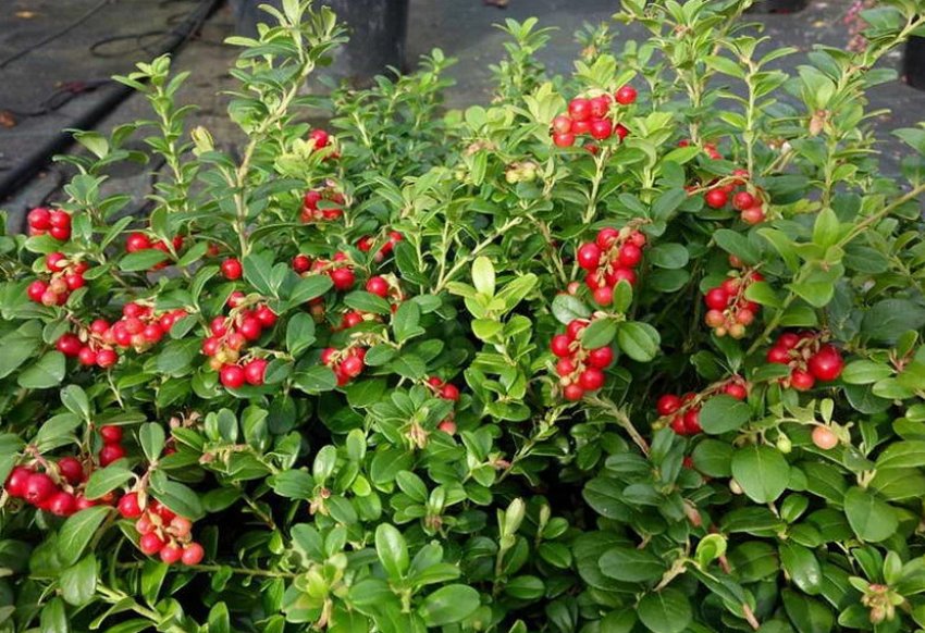 Брусниця Мазовія