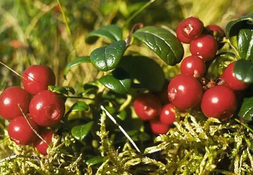 Брусниця Ліннея