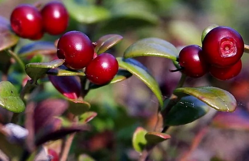 Брусниця Костромичка