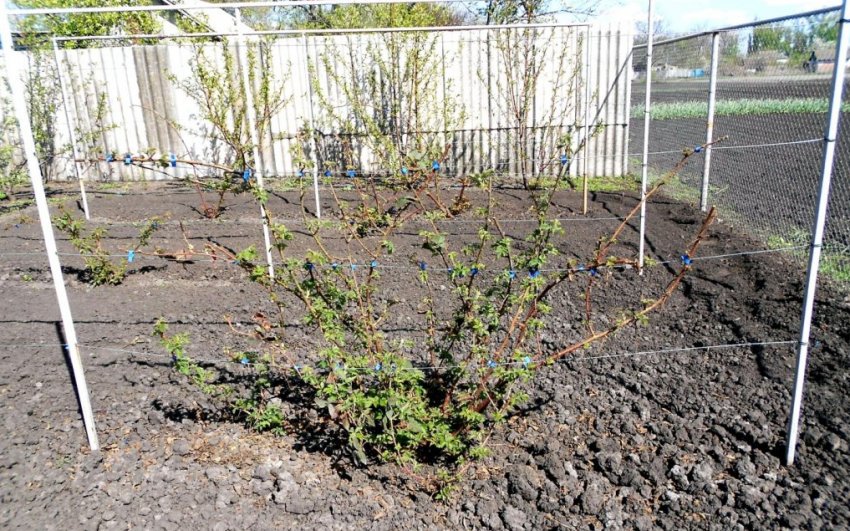 Одинарна шпалера для ожини