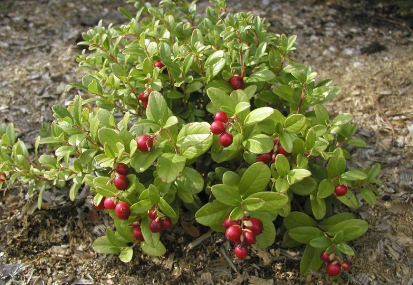 Брусниця Эрнтзеген