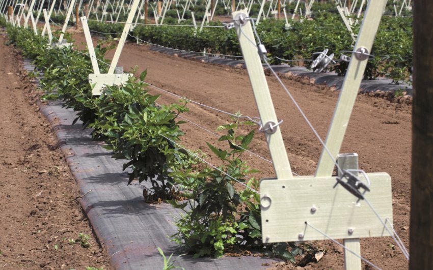 Подвійна шпалера для ожини