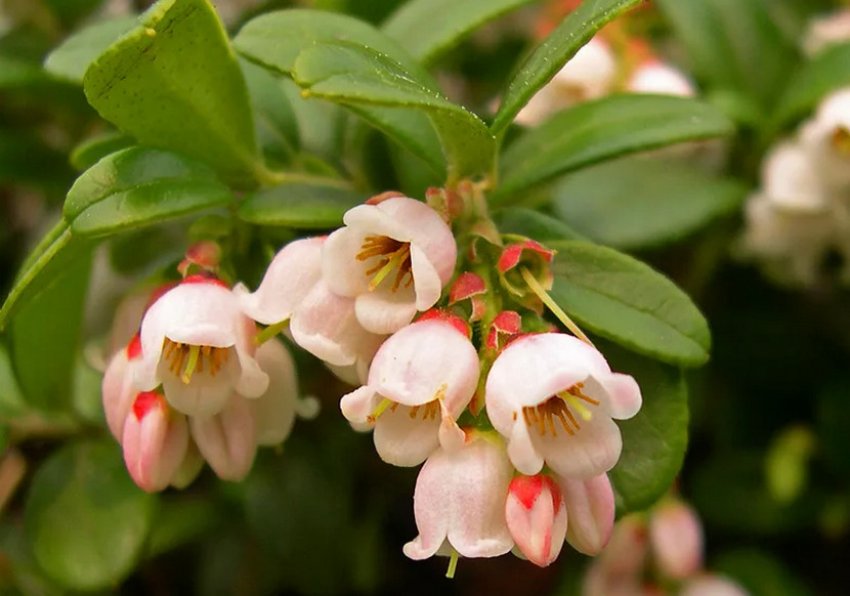 Брусниця Эрнткрон