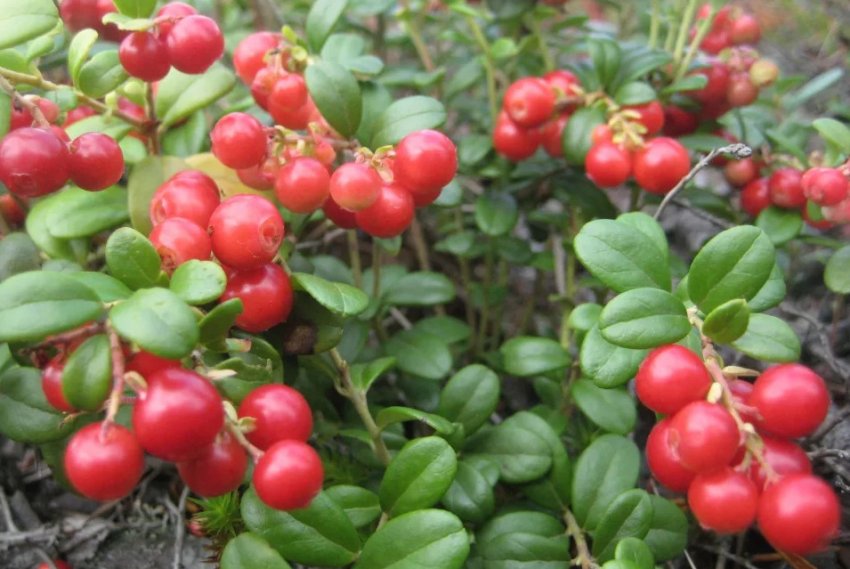 Брусниця Костромська рожева