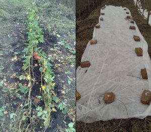 Укриття ожини на зиму