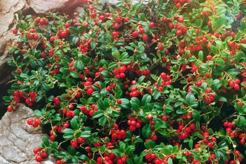 Брусниця Сьюзі