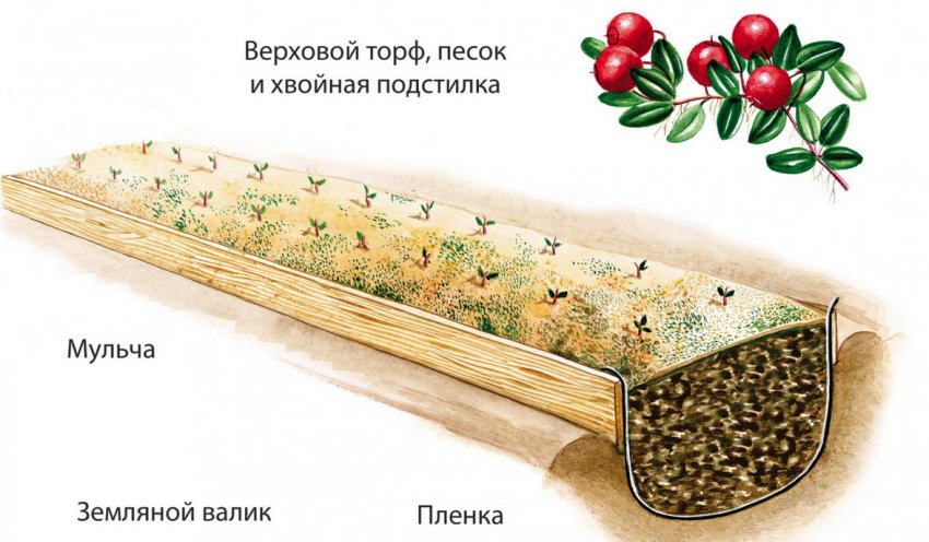 Посадка брусниці