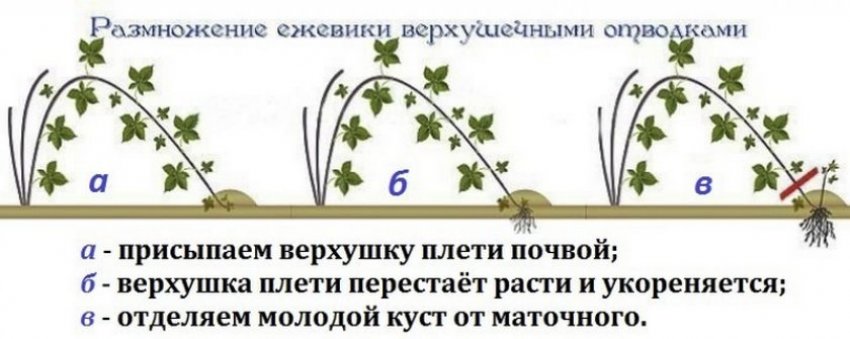 Розмноження ожини верхівковими відведеннями
