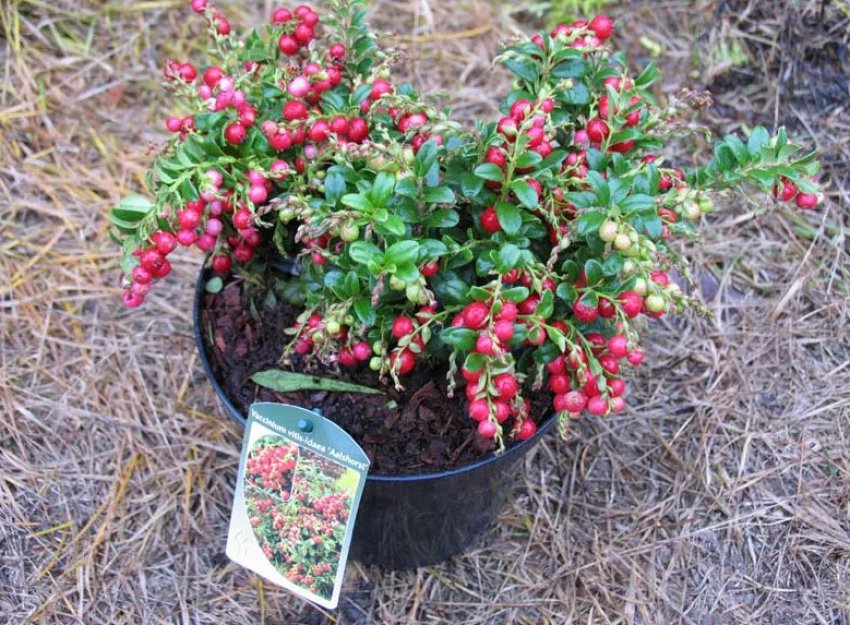 Брусниця для Підмосков'я