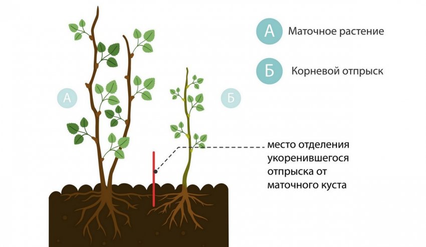 Розмноження кореневими нащадками