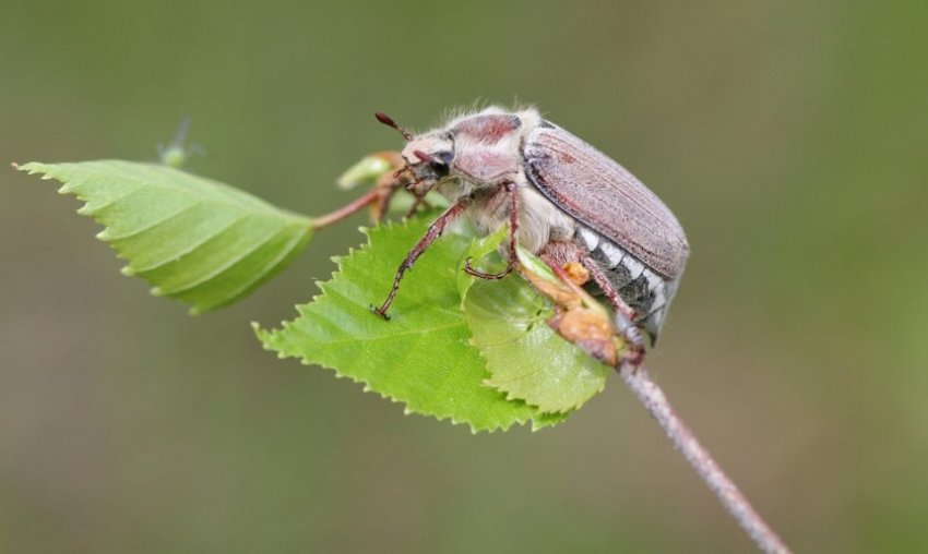 хрущ на ожині