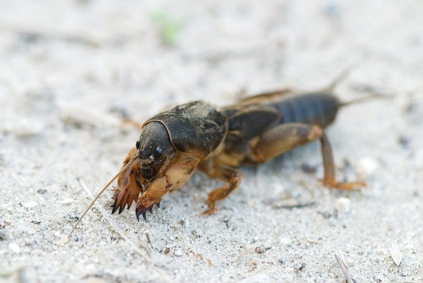 Капустянка