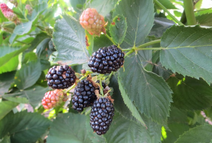 Ожина Бжезіні