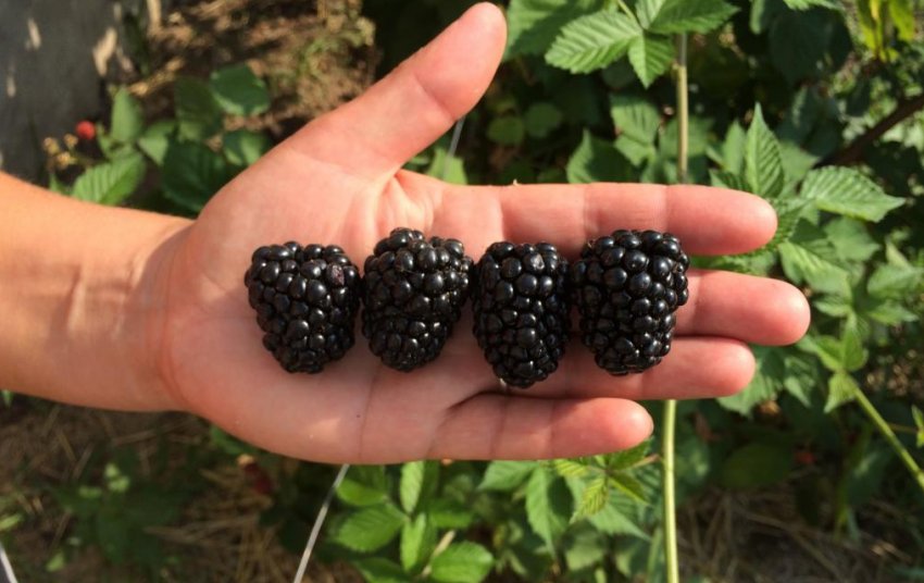 Ожина Полар