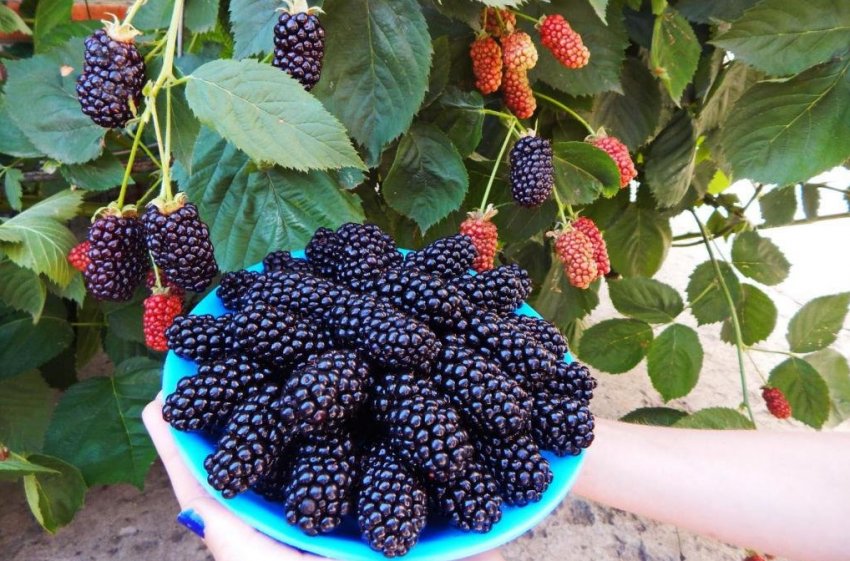 Ожина Натчез