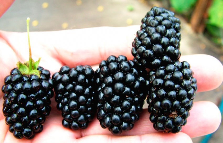 Ожина Смутстем