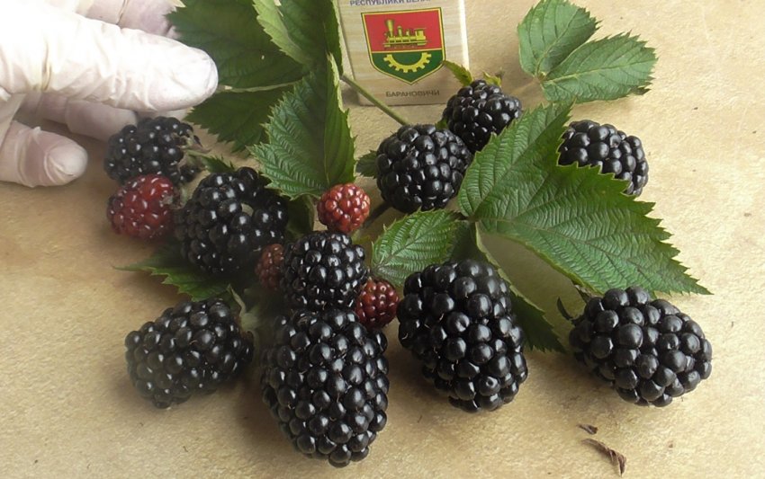 Ожина Джамбо