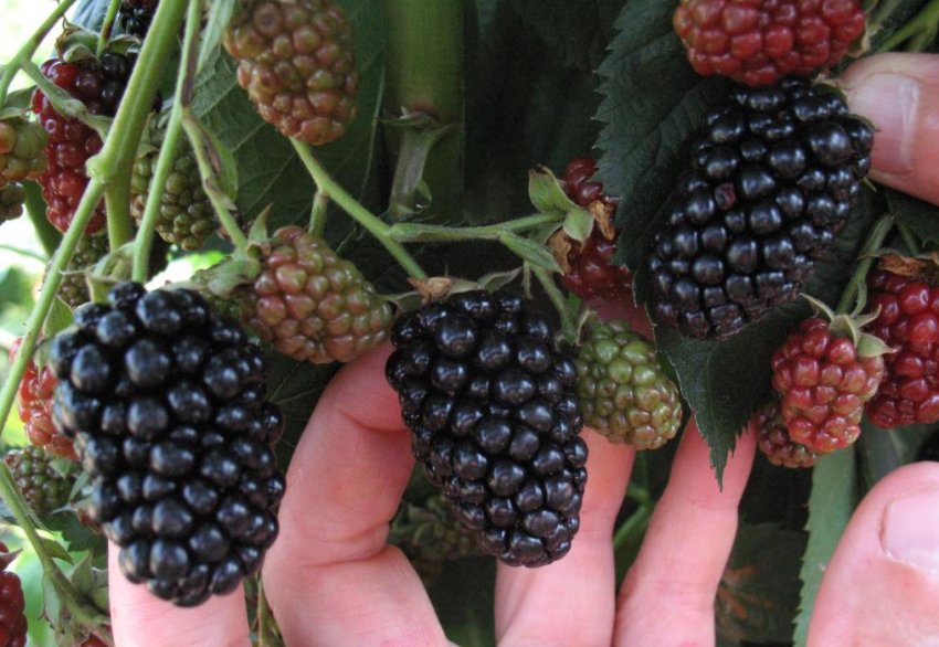 Ожина Небеса можуть почекати