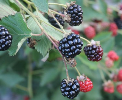 Ожина для вирощування в середній смузі: популярні сорти