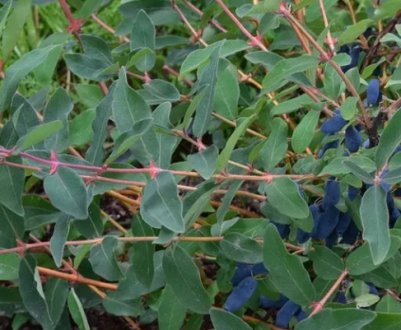 Плодоношення жимолості: як довго може плодоносити, розвиток рослини