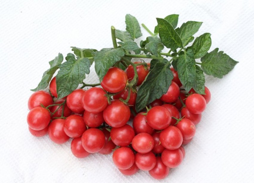 Томат лінда черрі Томат лінда черрі