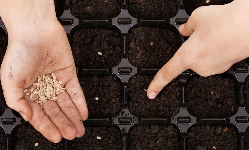 Посів насіння Посів насіння