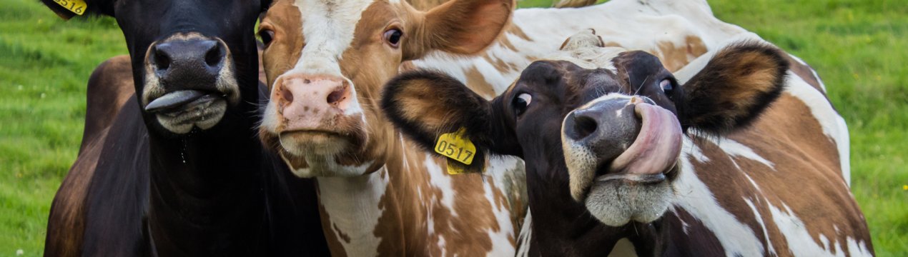 Пензенські скотарі — лідери галузі