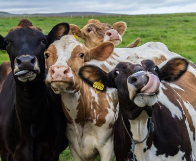 Пензенські скотарі — лідери галузі
