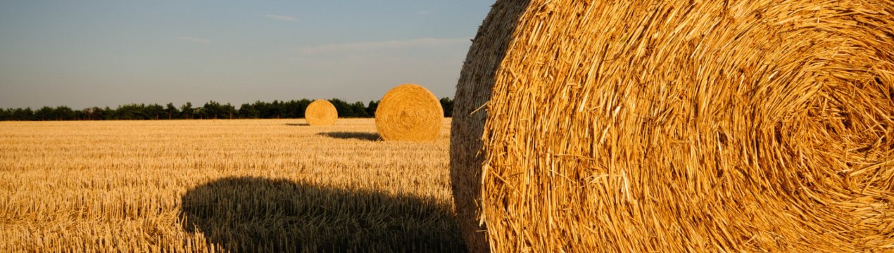 На томських просторах заготовили 27 тисяч тонн сіна