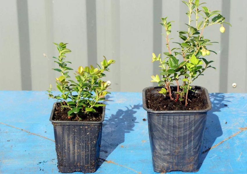 Брусниця для Уралу