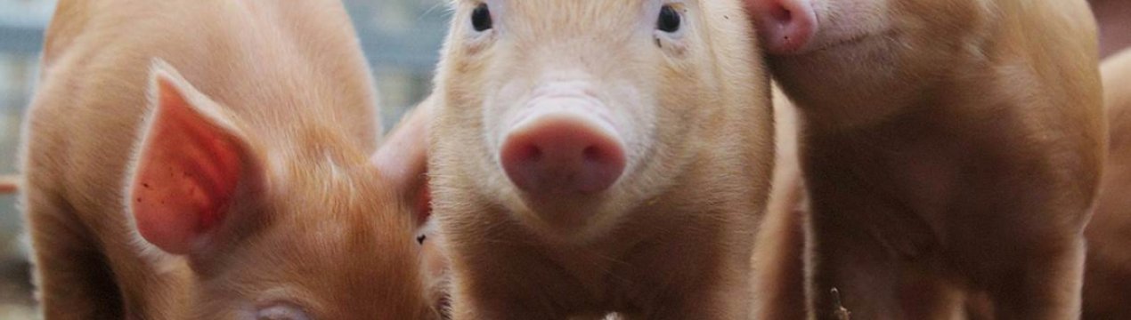 На Запоріжжі горіла свиноферма