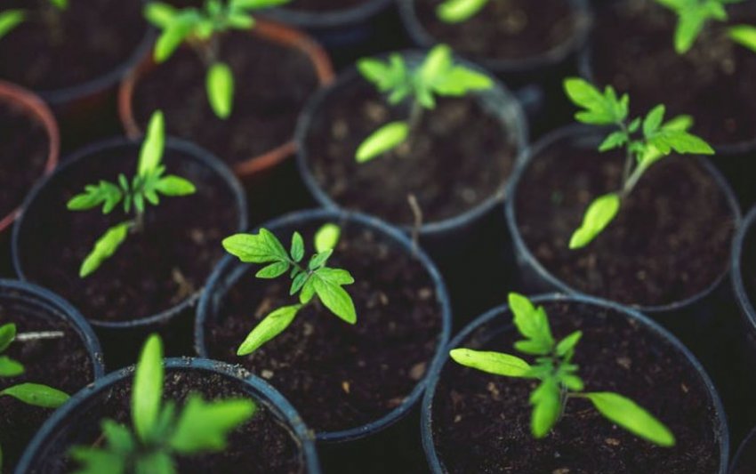 Ємність для вирощування Ємність для вирощування