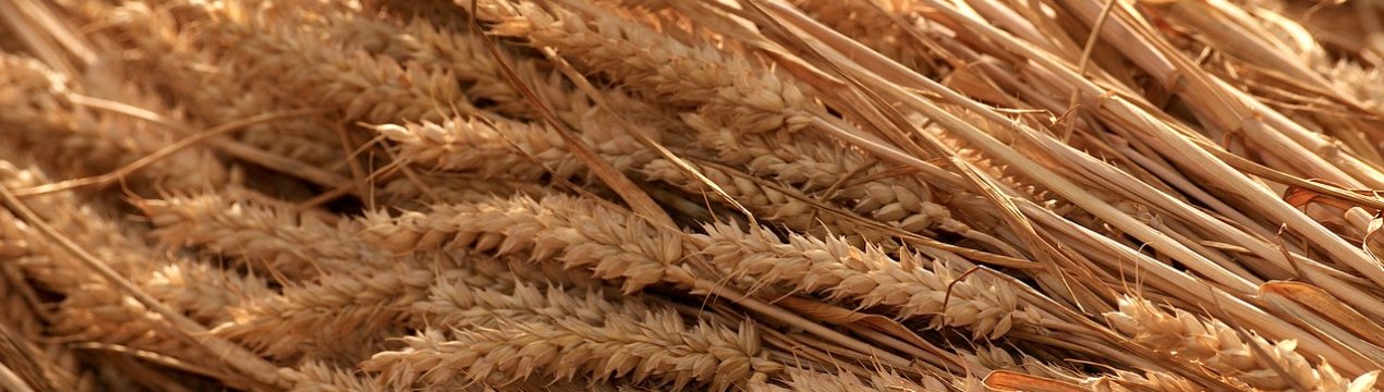 На тульських просторах кипить жнива