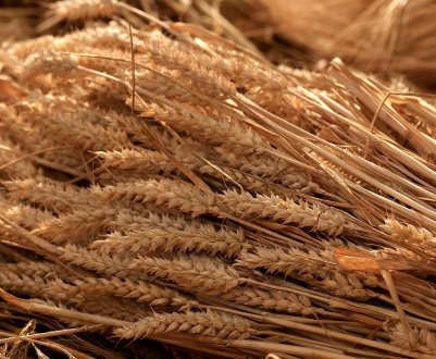 На тульських просторах кипить жнива