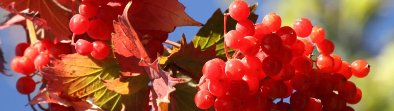 Чи можна давати дитині калину