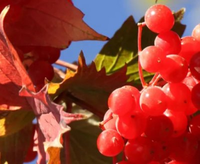 Чи можна давати дитині калину