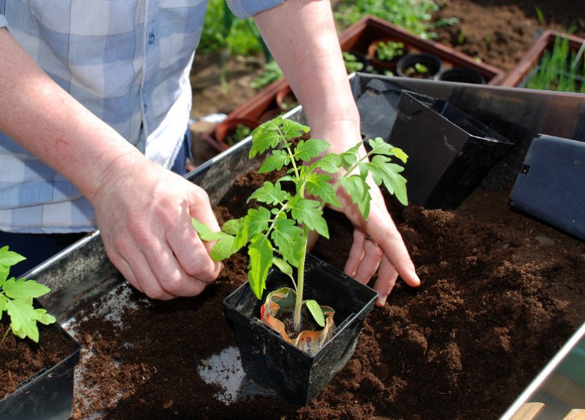 Догляд за розсадою Догляд за розсадою