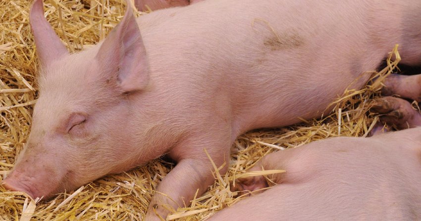 Підстилка для свиней Підстилка для свиней