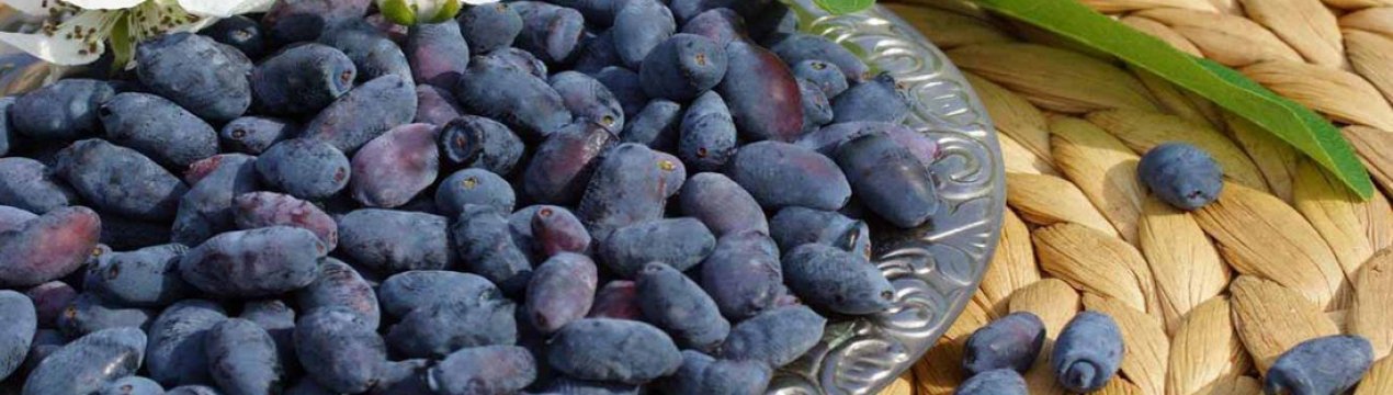 Жимолость їстівна солодка Співдружність — основні характеристики