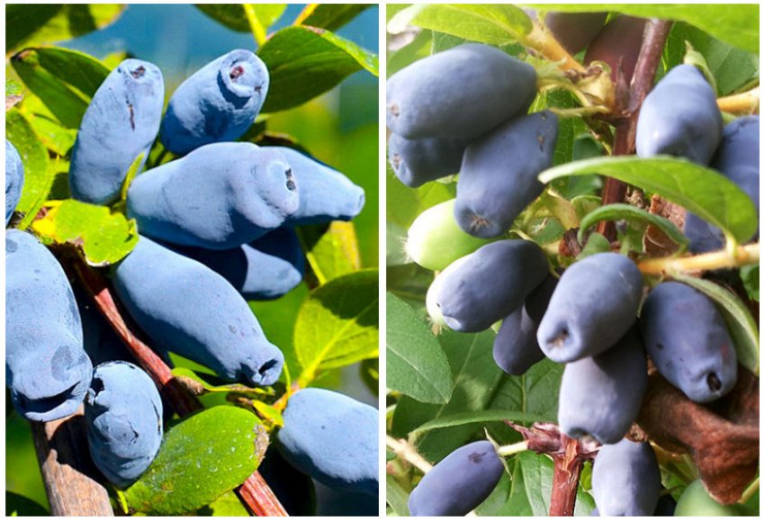 Жимолость Співдружність