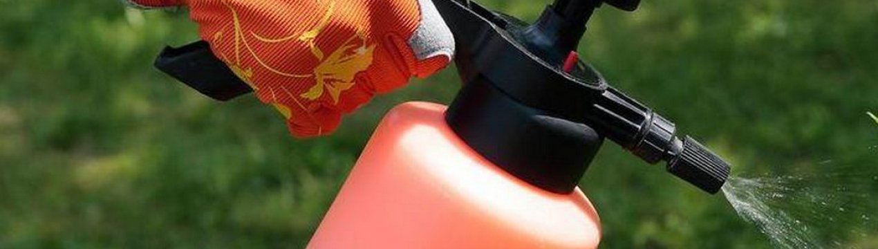 Чим обробляти ожину: весняні заходи від хвороб і шкідників