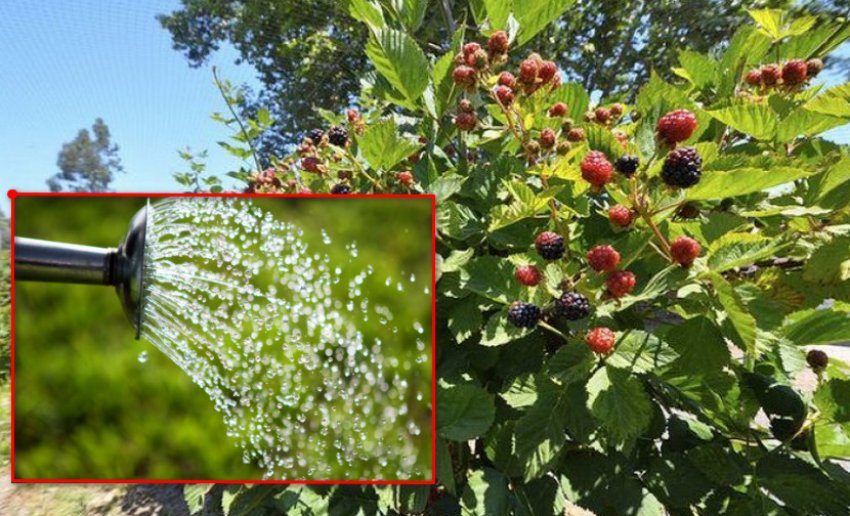 Полив ожини