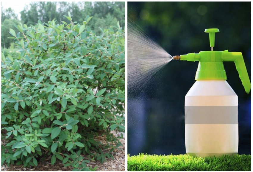 Обприскування жимолості